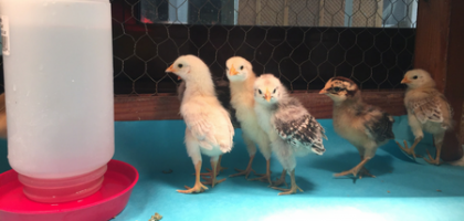 CAC KINDERGARTENERS LEARN RESPONSIBILITY BY CARING FOR BABY BIRDS